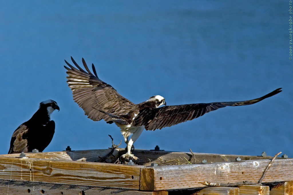 Un oiseau prend son envol